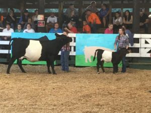 Cover photo for Catawba Valley Beef Expo and Lamb & Goat Shows