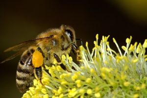 Image of a bee