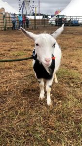 Goat