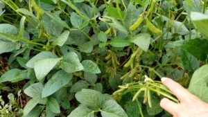 Cover photo for Video: What Stage Are My Soybeans In? R4 to R6