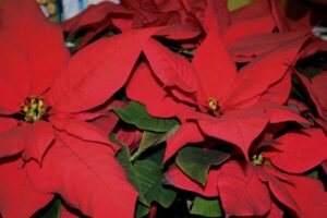 Poinsettia