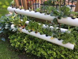 Hydroponic gardening