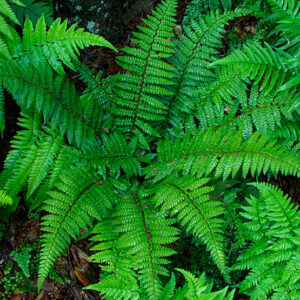 Cover photo for Christmas Ferns - More Than Decoration