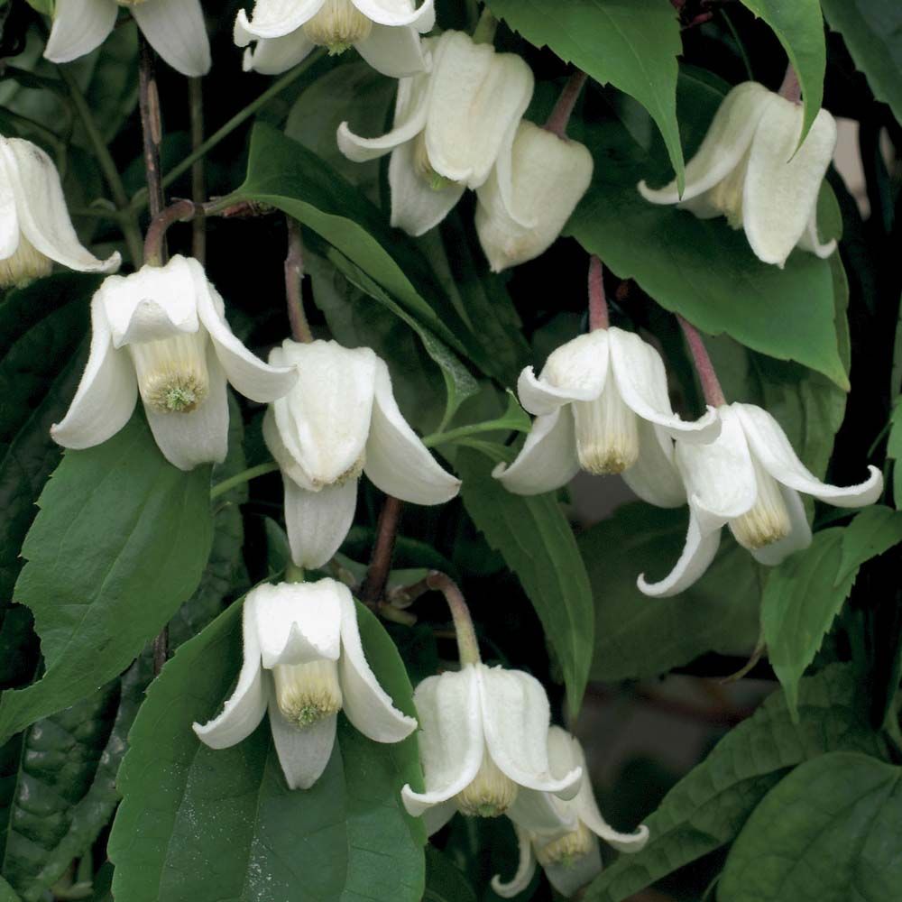 Includes Postage 1 Established Plant of Evergreen Winter-Flowering Clematis in 2 Litre Pot Winter Beauty