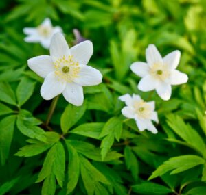 Cover photo for Native Plant:  Wood Anemone