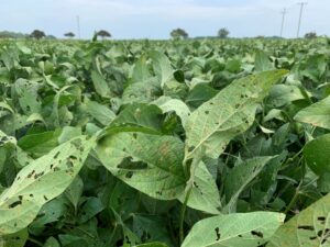 Cover photo for Webinar RECORDING: Late Season Soybean Management