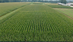 Cover photo for Effect of Xyway LFR on Corn in 2021