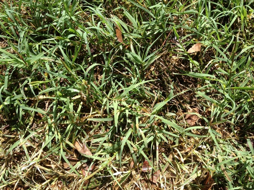 Grass Grows in Pamlico  N.C. Cooperative Extension
