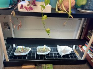 Plants propagating in plastic containers.