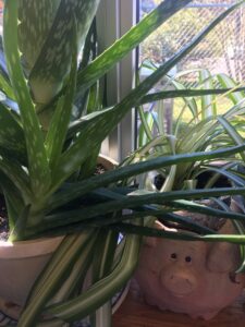 houseplants in a window