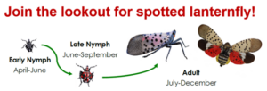 Cover photo for Spotted Lanternfly