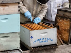 A beekeeper works with a rack inside of a white beehive box.