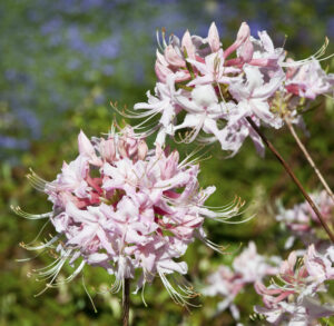 Cover photo for Register Now for Summer Plant ID Classes!