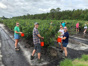 Blueberry gleaning at NC State Extension horticultural research station in Castle Hayne