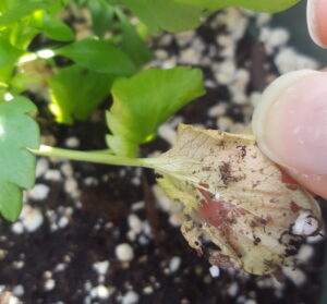 European pepper moth larva and damage to a lower pansy leaf. Annemarie Nagle, NCSU