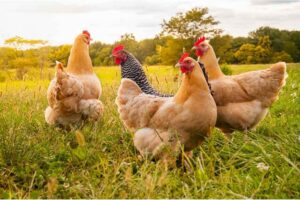 Cover photo for 2023 Coastal Plains 4-H Chicken Project