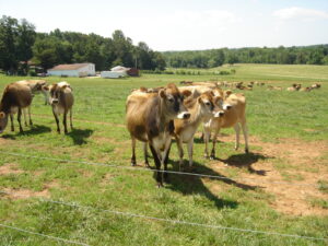 Cover photo for Drought Management Tips for Pasture-Based Livestock